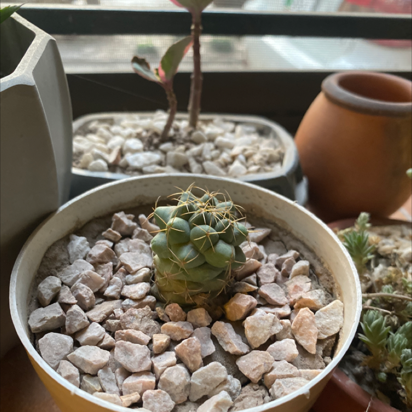Mexican Pincushion cactus in a pot with rocky soil, appears healthy.