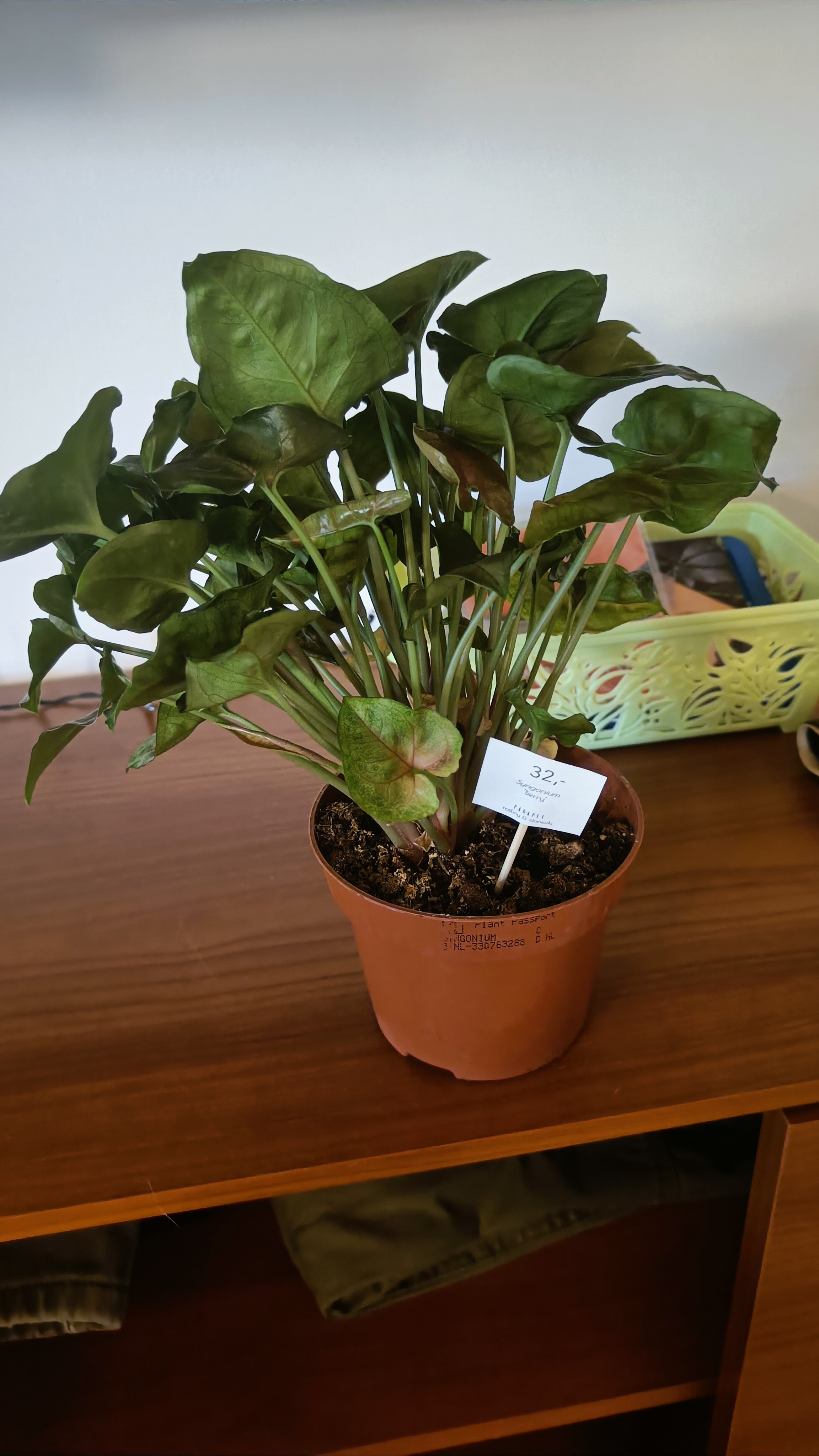 Syngonium 'Berry' plant in a small pot on a wooden surface, appearing healthy.