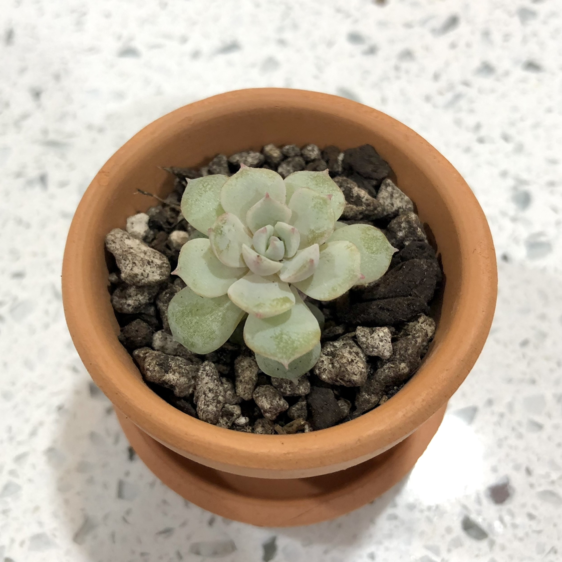 Photo of the plant species Echeveria secunda 'Clara' by @Barbara named Stelly on Greg, the plant care app