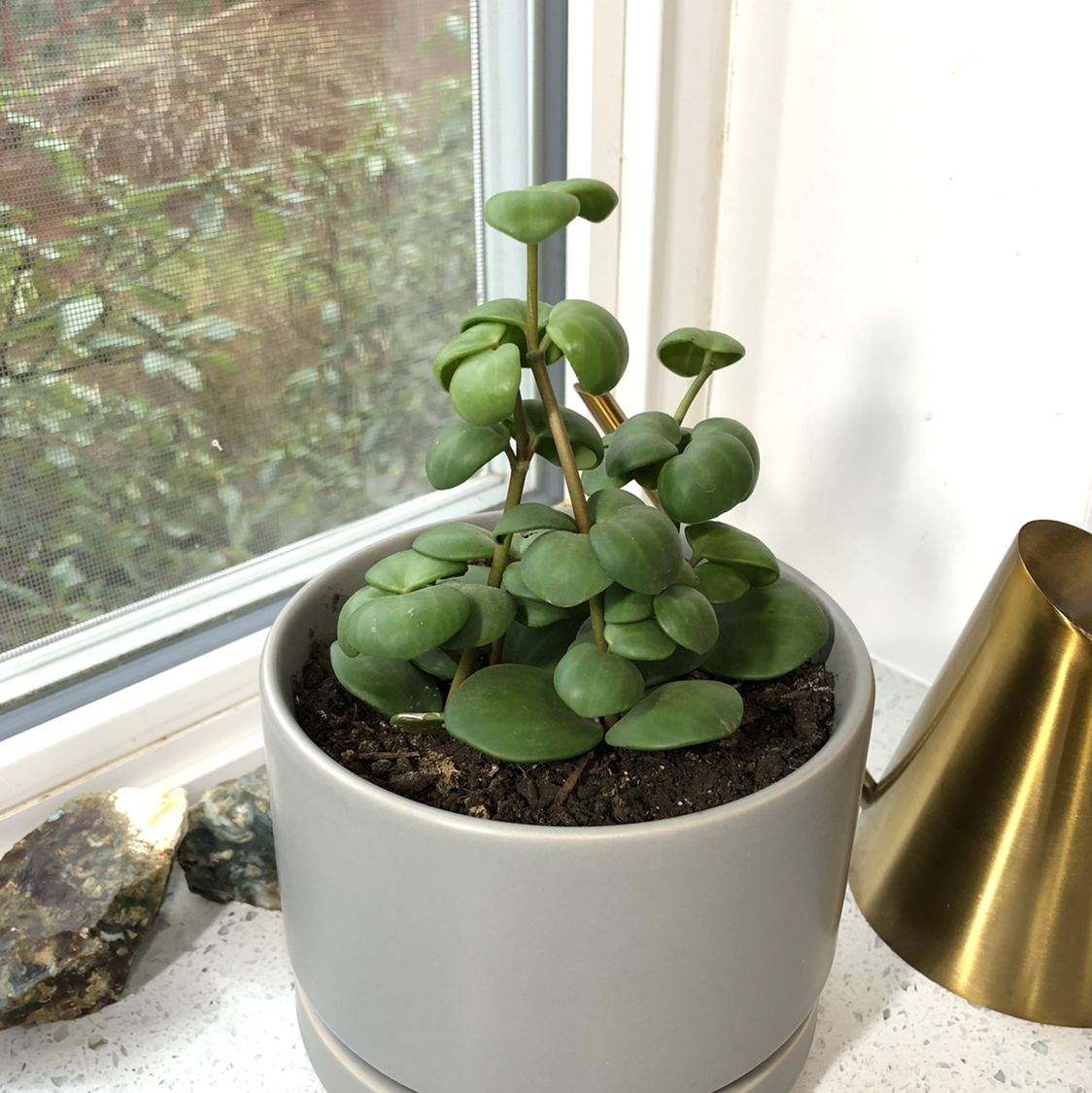Peperomia 'Hope' plant in a gray pot on a windowsill with visible soil.