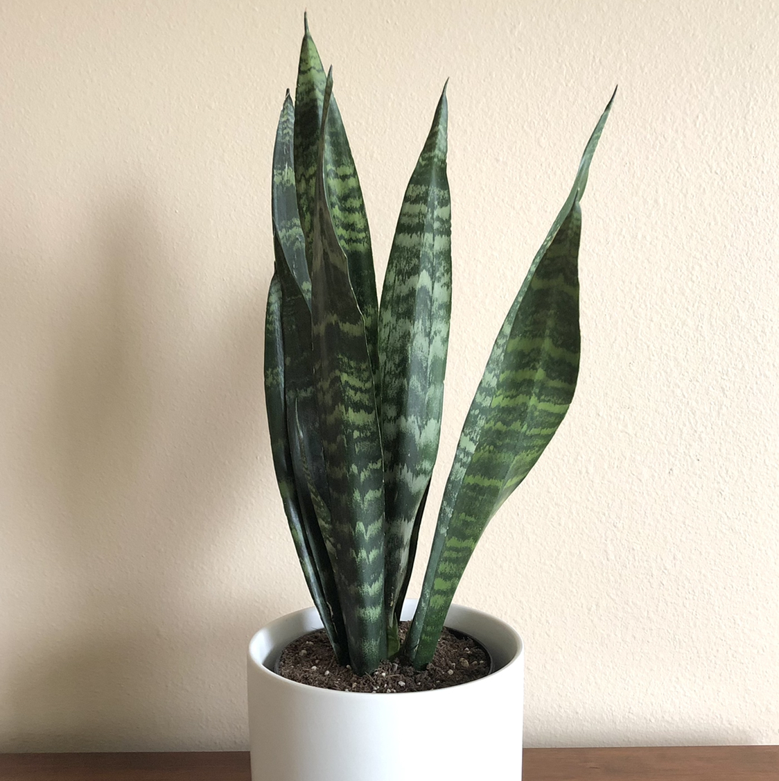 Black Coral Snake Plant in a white pot with healthy, upright leaves.