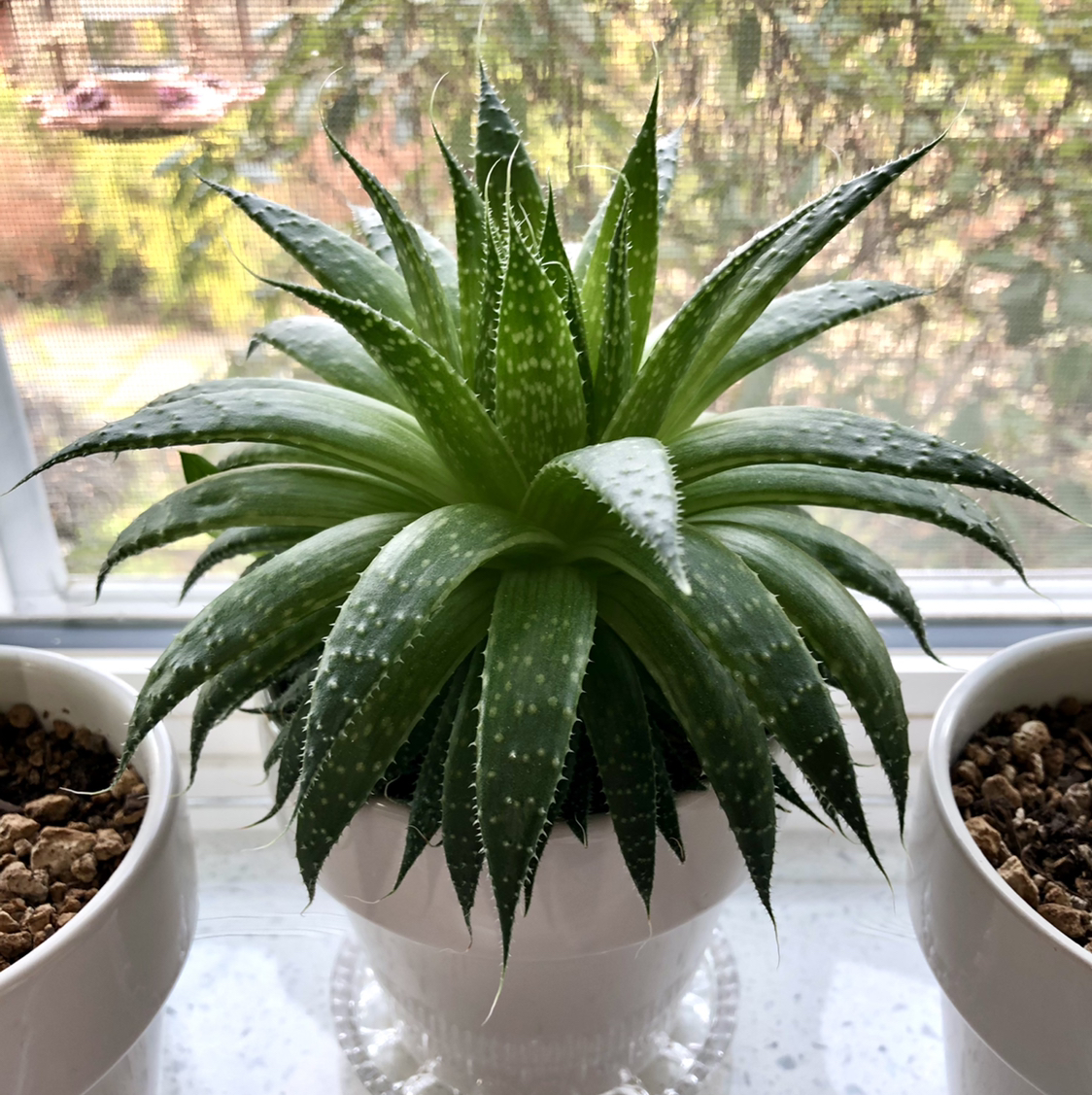 Photo of the plant species Aloe Aristata by @Barbara named Chadwick on Greg, the plant care app
