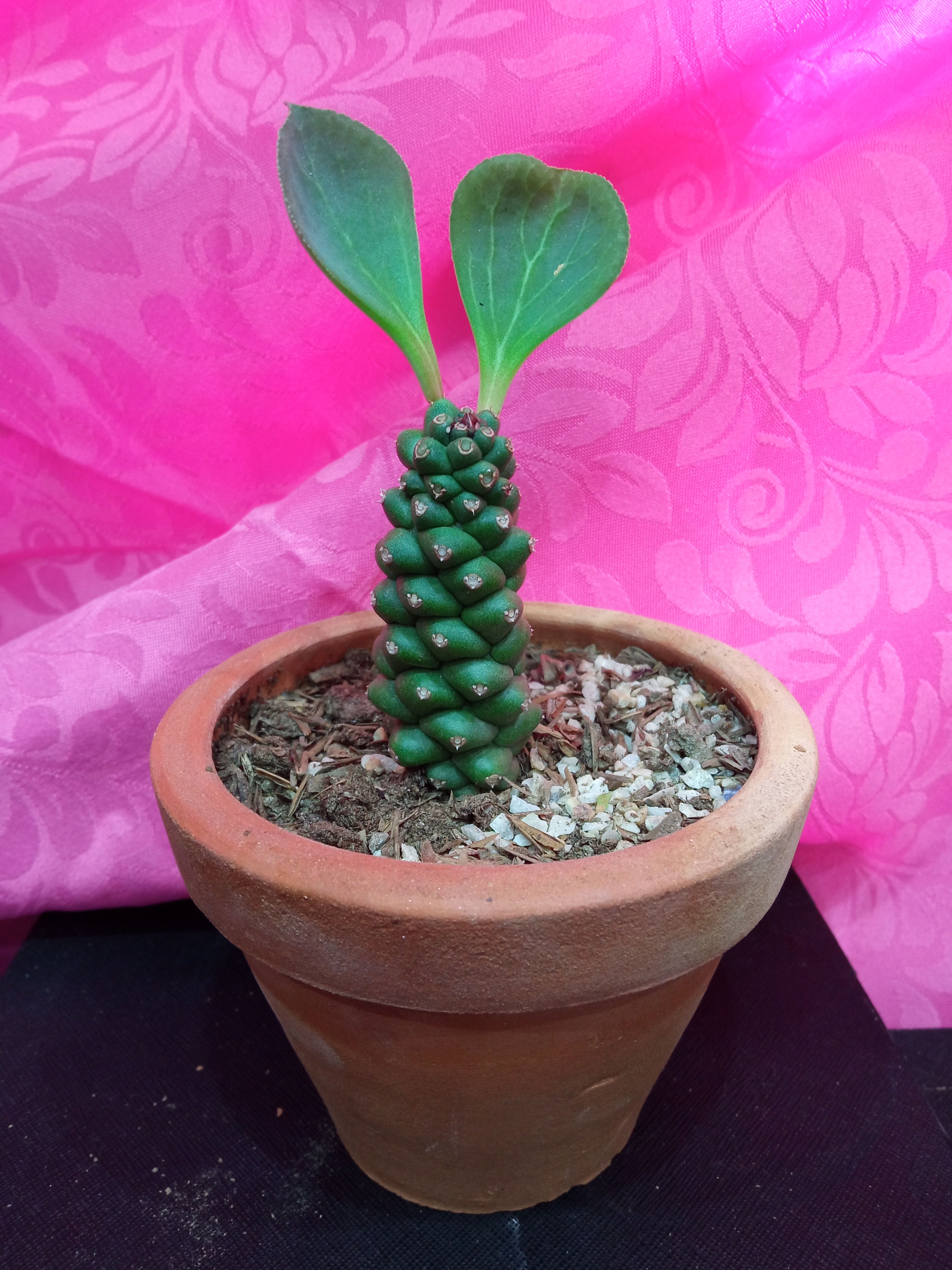 Euphorbia ritchiei plant in a terracotta pot with visible soil, against a pink background.
