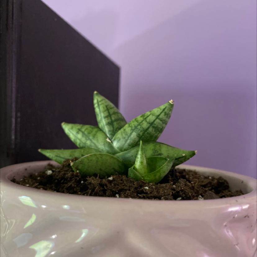 Starfish Snake Plant in a pot with visible soil, appears healthy.