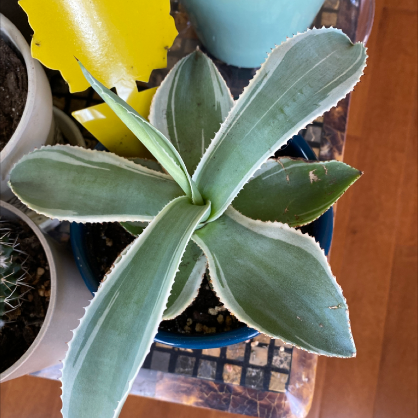 Close-up of a healthy, thriving century plant with large, blue-green, sharply pointed leaves arranged in a rosette pattern.