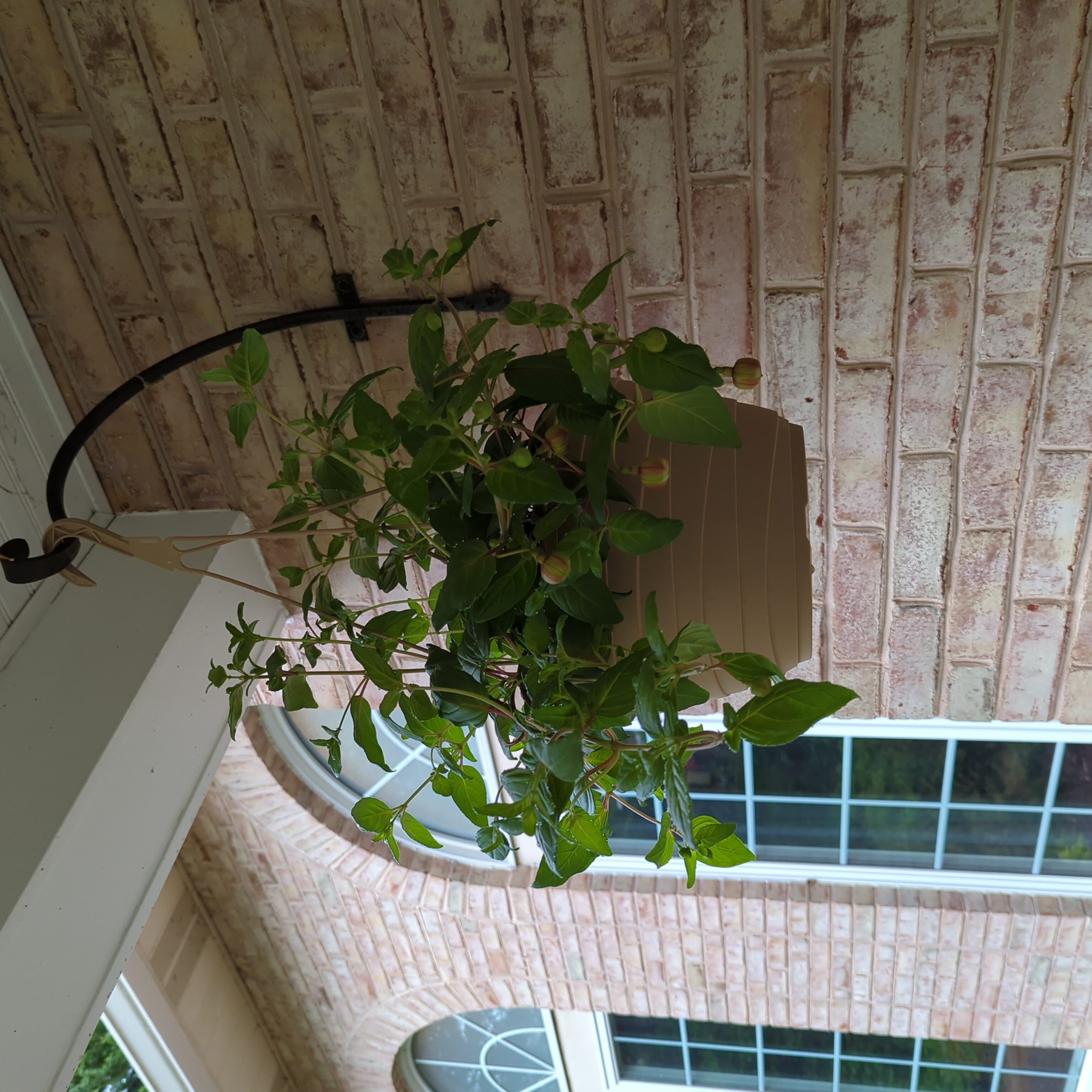 Photo of the plant species Creeping Fuchsia by @LadyPitayita named Swing Time Fuchsia on Greg, the plant care app