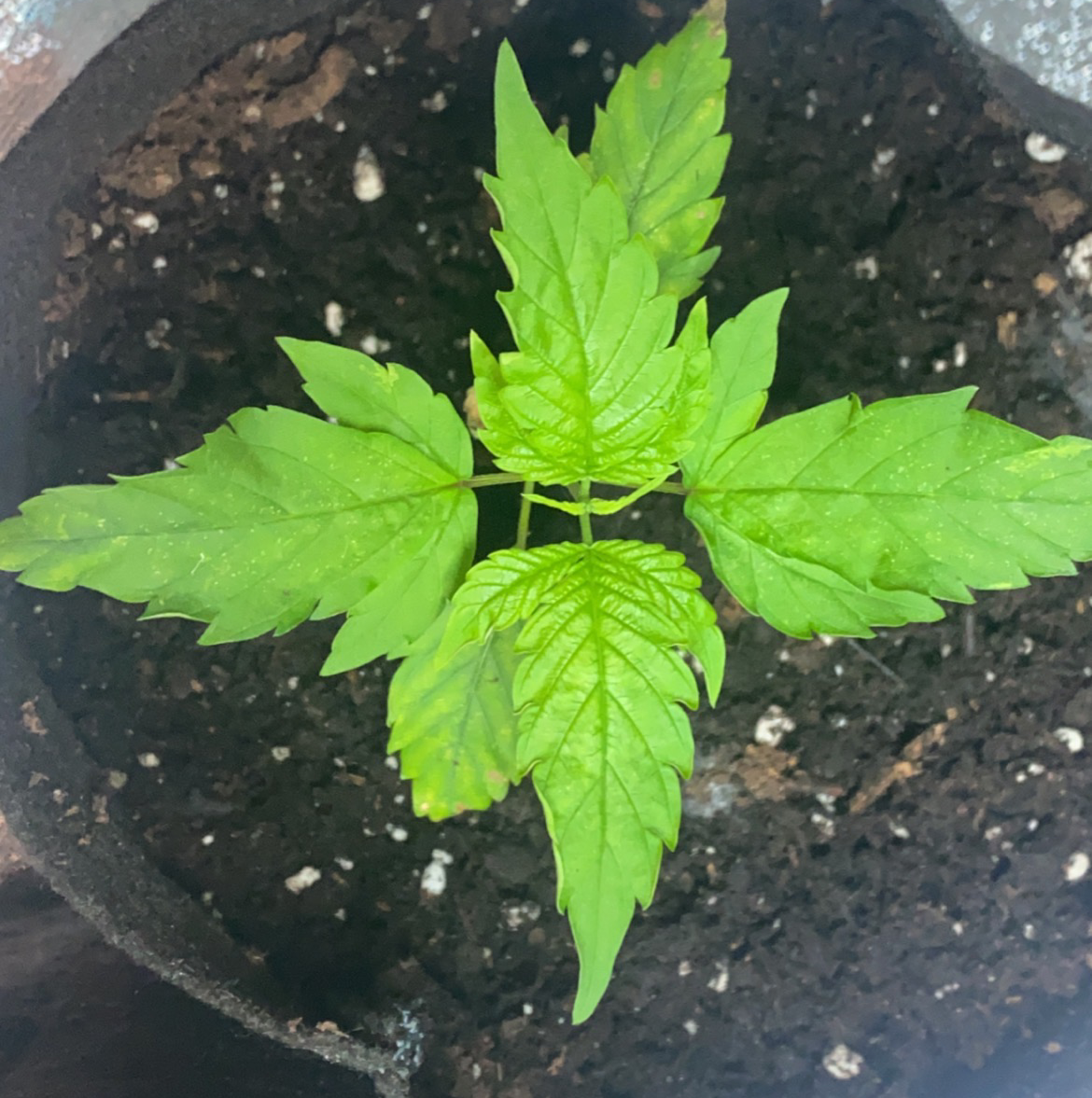 Young California Boxelder Maple plant with bright green leaves in soil.