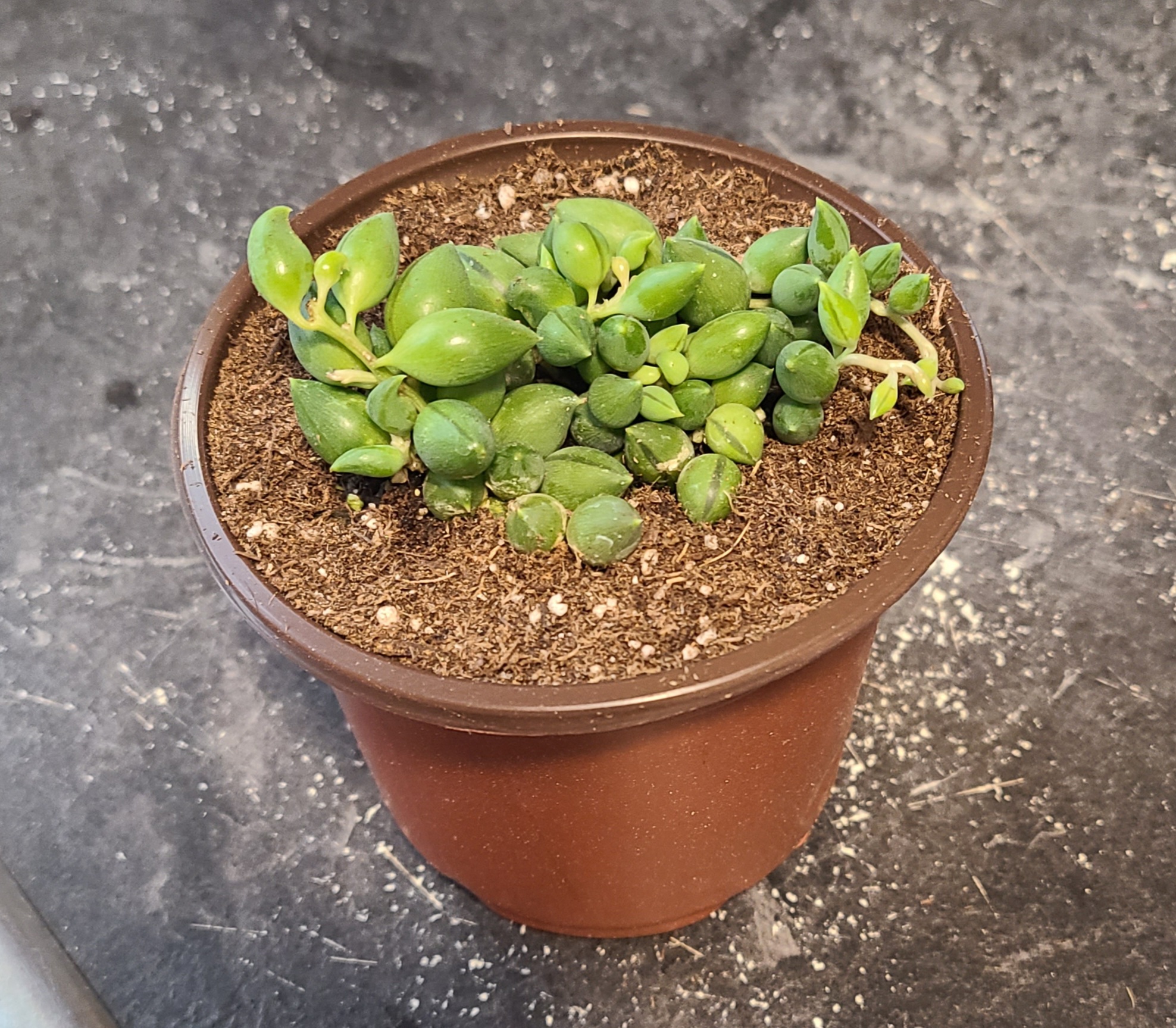 Potted String of Raindrops plant with green, teardrop-shaped leaves.