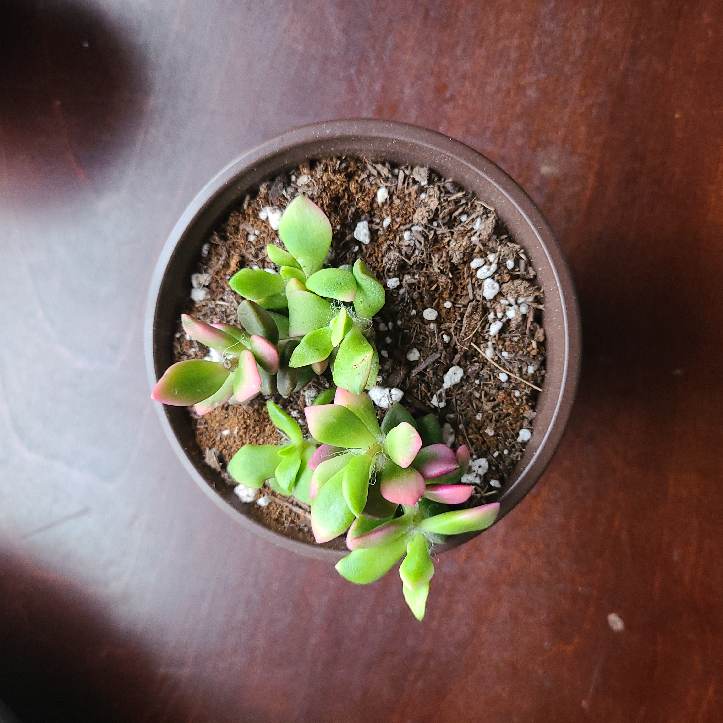 Potted Anacampseros 'Sunrise' succulent with green and pink leaves, visible soil.