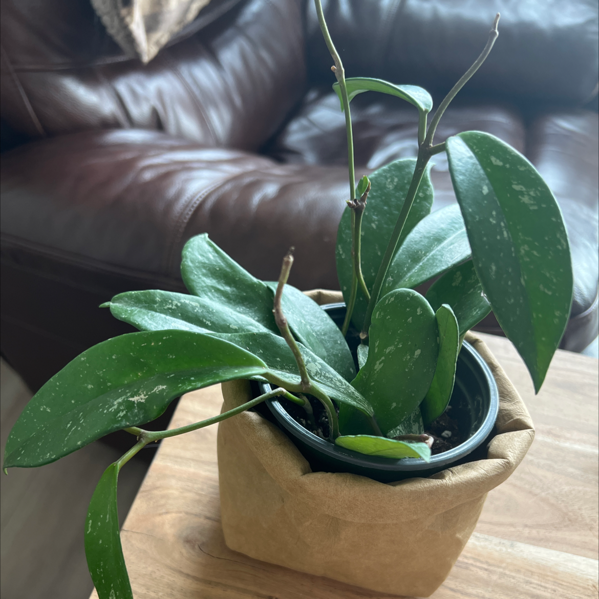 Hoya pubicalyx 'Splash' plant in a pot with green leaves and splash patterns.