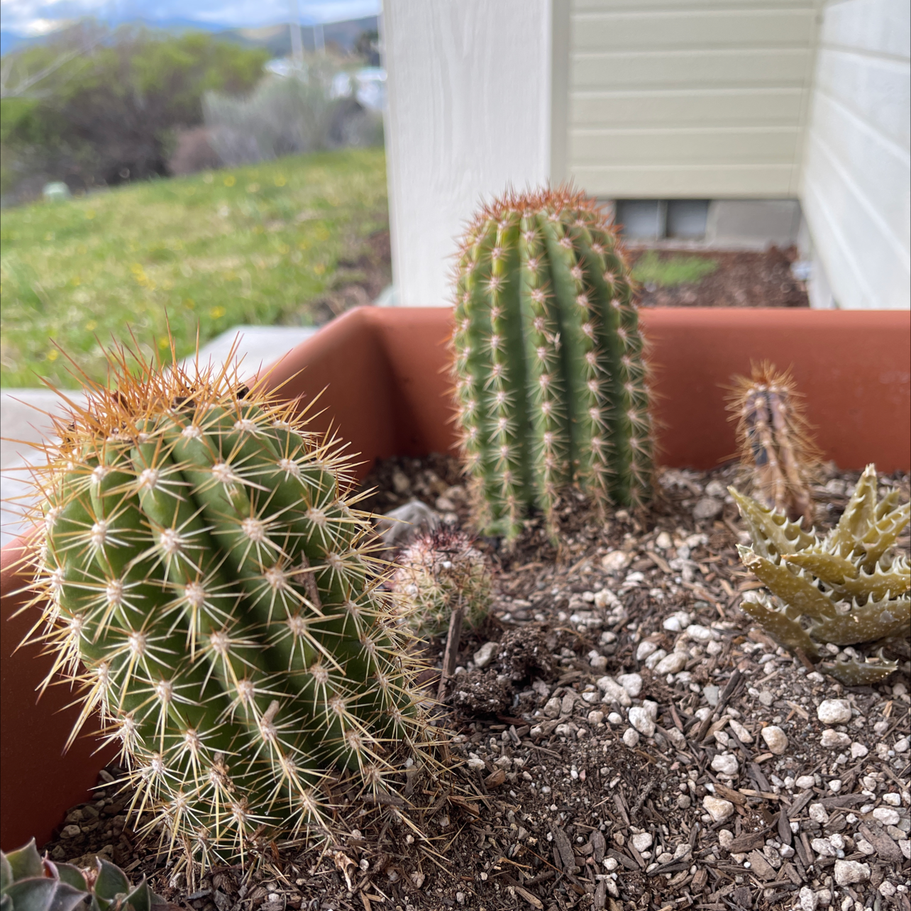Group of healthy Scarlet Hedgehog Cacti in a planter with visible soil.