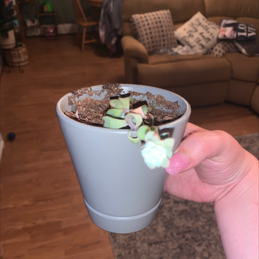 Hand holding a pot with a Painted Lady succulent plant. Soil is visible.
