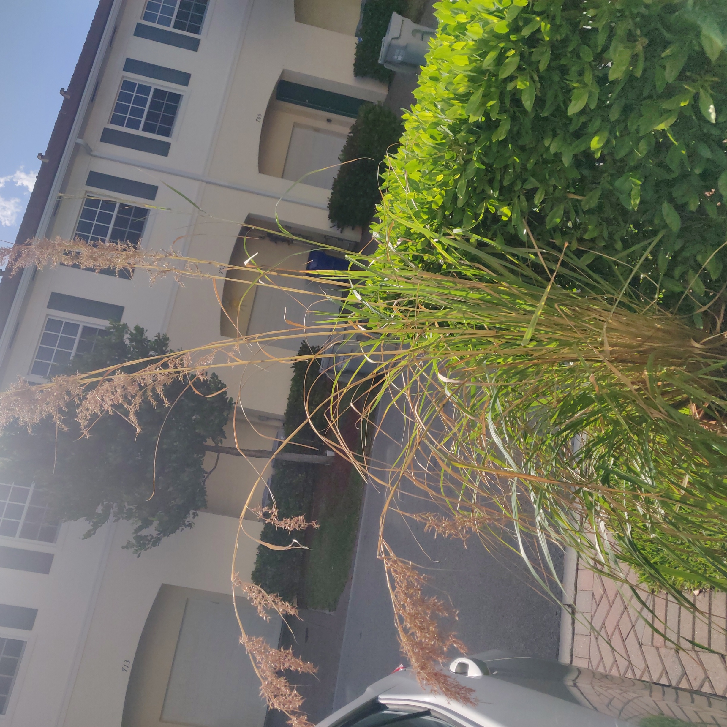 Lemon Grass plant outdoors with flowering stalks and some browning leaves.