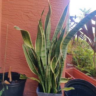 Snake Plant plant in Hialeah, Florida