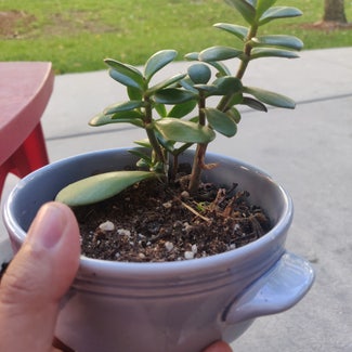 Jade plant in Hialeah, Florida