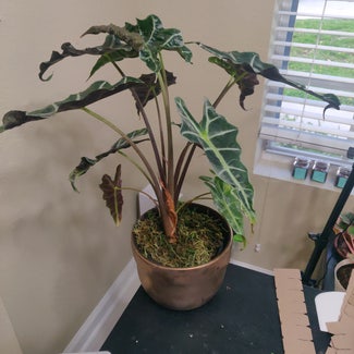 Alocasia Polly Plant plant in Hialeah, Florida