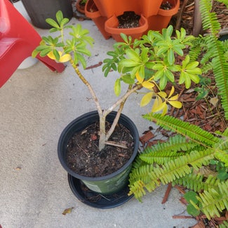 Dwarf Umbrella Tree plant in Hialeah, Florida