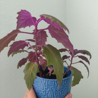 Purple Velvet Plant plant in Hialeah, Florida