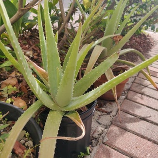 Aloe Vera plant in Hialeah, Florida