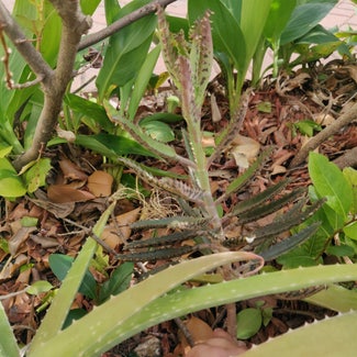Mother of Thousands plant in Hialeah, Florida