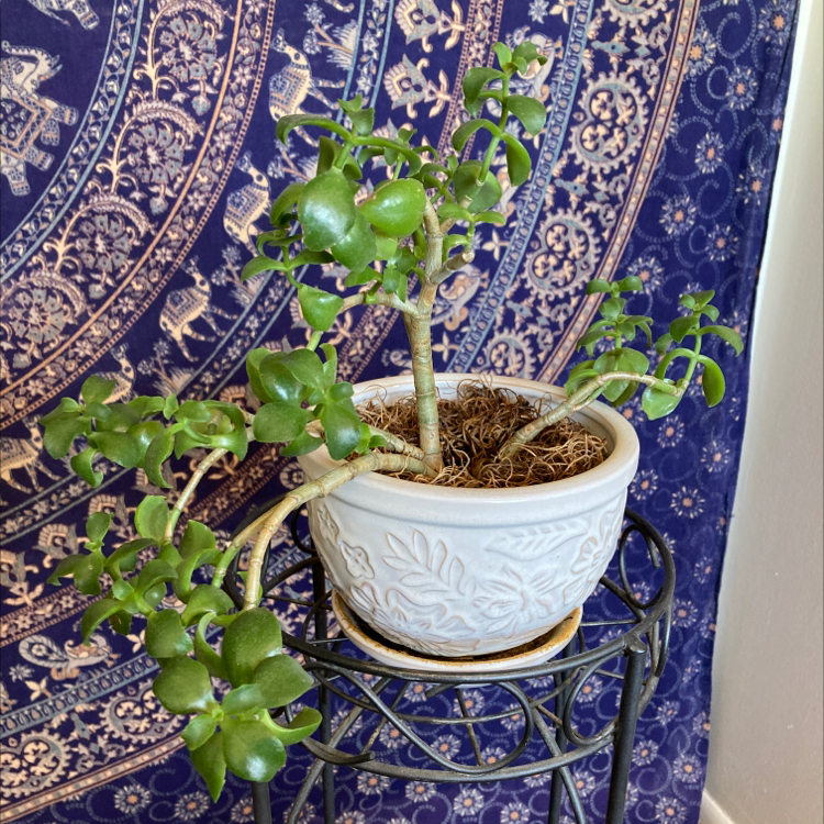 Potted Elephant Bush (Portulacaria afra) on a stand against a decorative background.