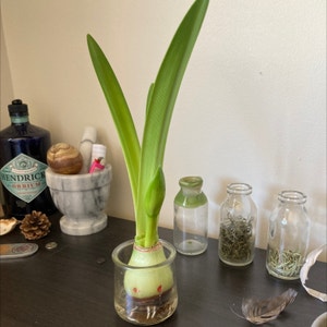 Mexican Lily plant photo by @Kasiebb named Tall boi on Greg, the plant care app.