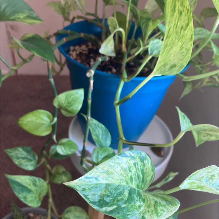 Marble Queen Pothos plant photo by @Kasiebb named Vinny on Greg, the plant care app.