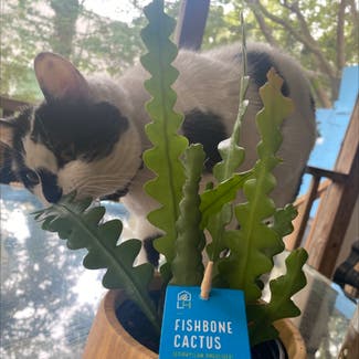 Fishbone Cactus plant in Charleston, South Carolina