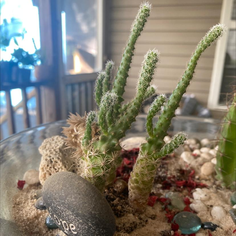 Lady-Finger Hedgehog Cactus in a container with sandy soil and decorative stones.
