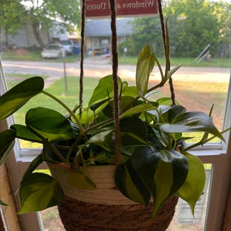 Philodendron Brasil plant in Keene, Texas