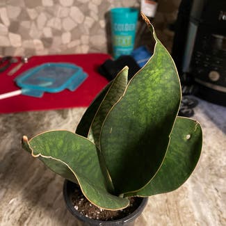 Whale Fin Snake Plant plant in Keene, Texas