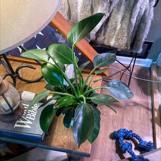 Philodendron 'Mia' plant in Keene, Texas