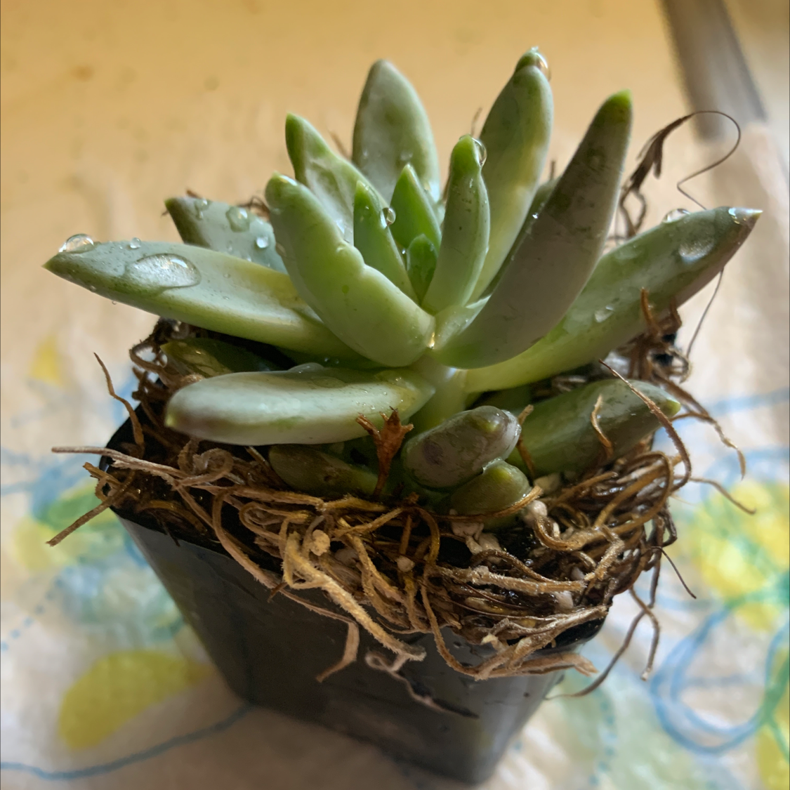 A healthy succulent plant in a small pot with visible soil and no signs of disease.