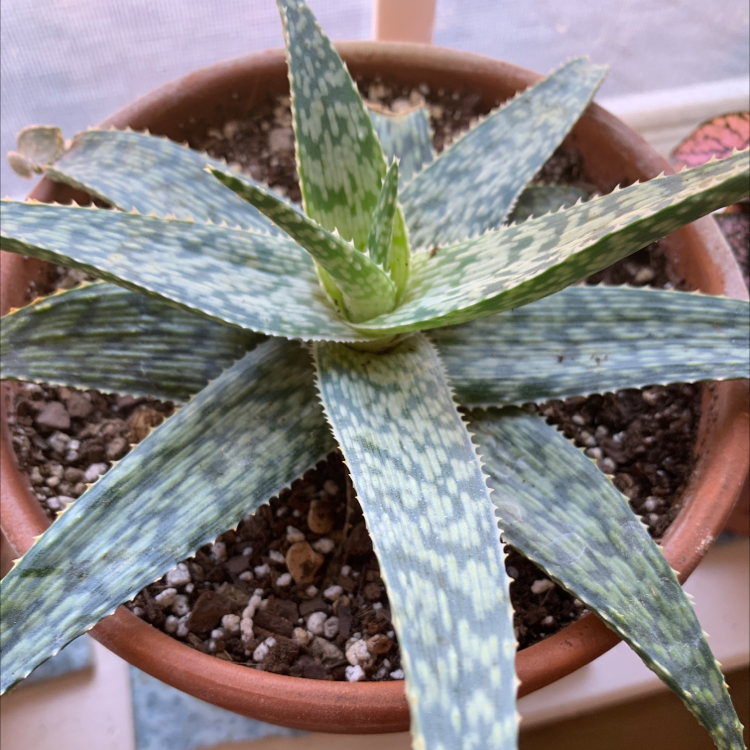 Broad-Leaved Aloe plant in a terracotta pot with visible soil.