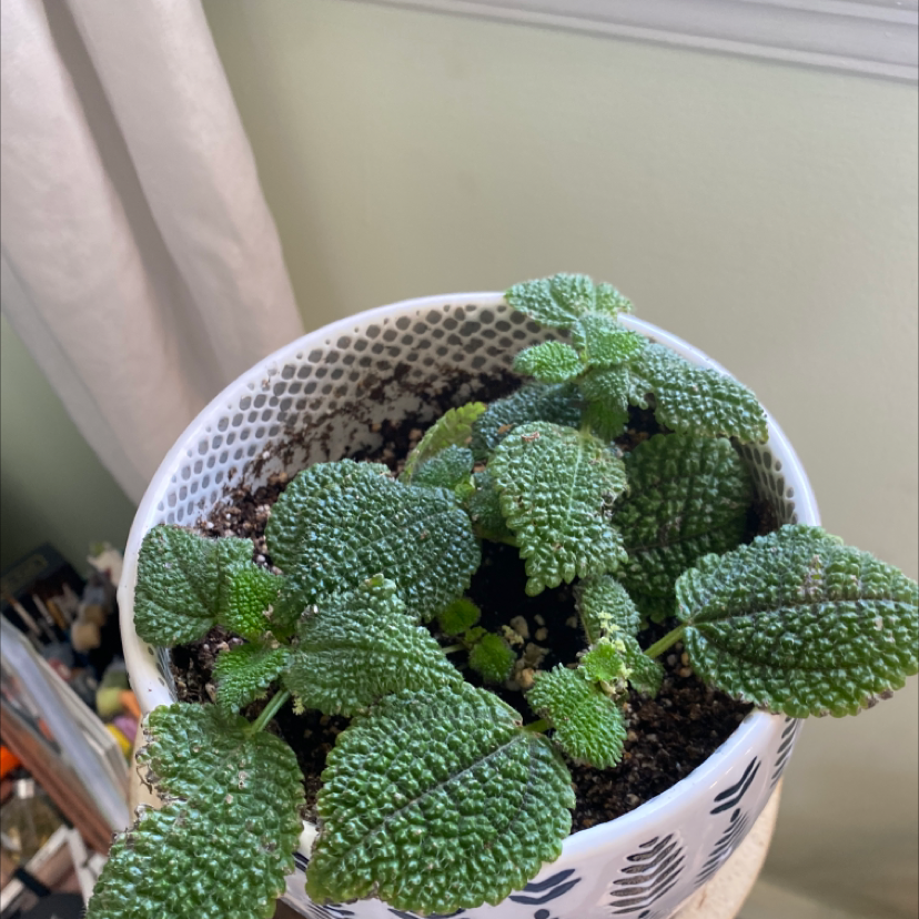 Pilea mollis plant in a decorative pot with healthy green leaves and visible soil.