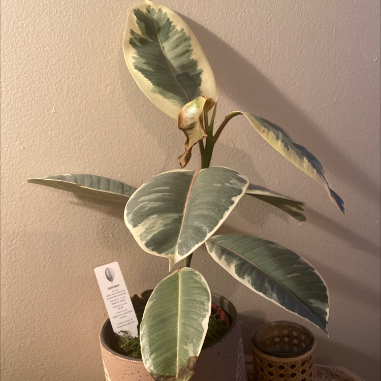 Burgundy Rubber Tree with variegated leaves in a pot, showing some browning on one leaf.