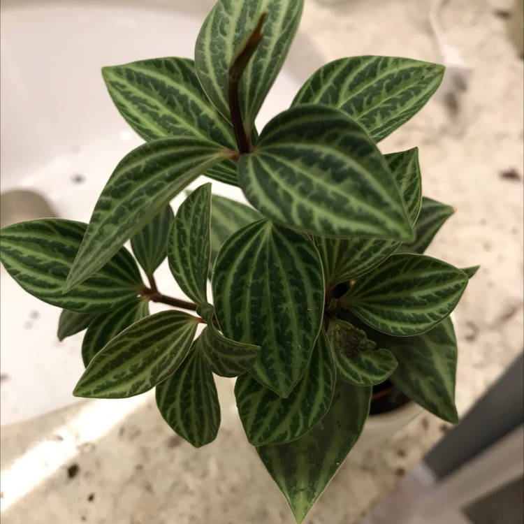 Healthy Emerald Ripple Peperomia plant with vibrant green ripple-patterned leaves.