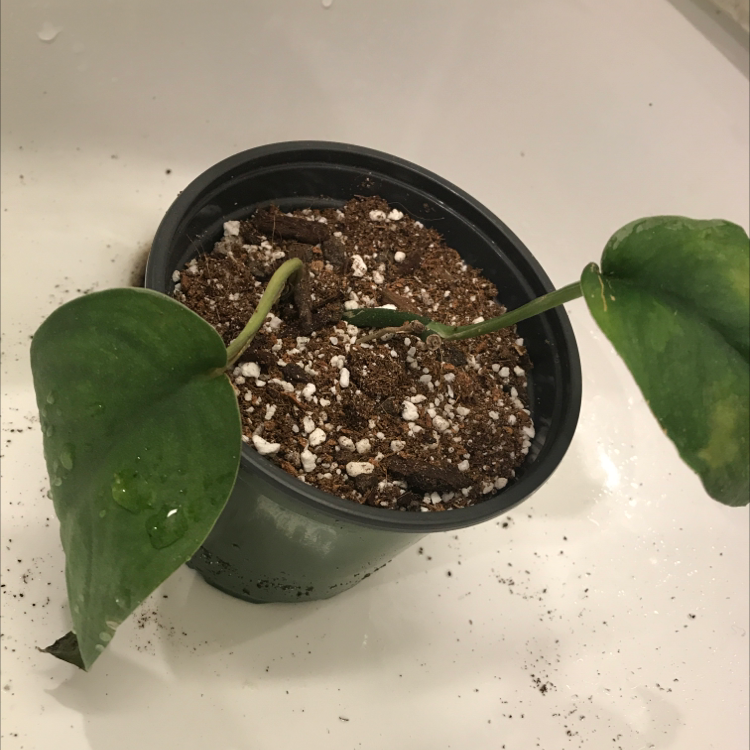 Scindapsus treubii 'Moonlight' plant in a pot with visible soil and two main leaves.