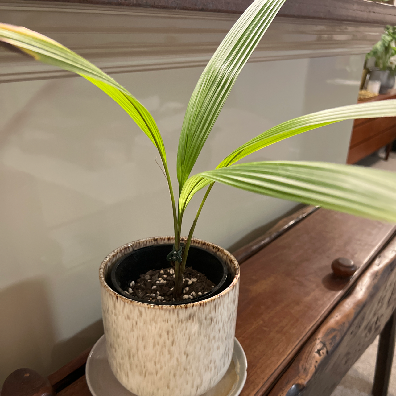 Young coconut plant in a pot with green leaves and visible soil.