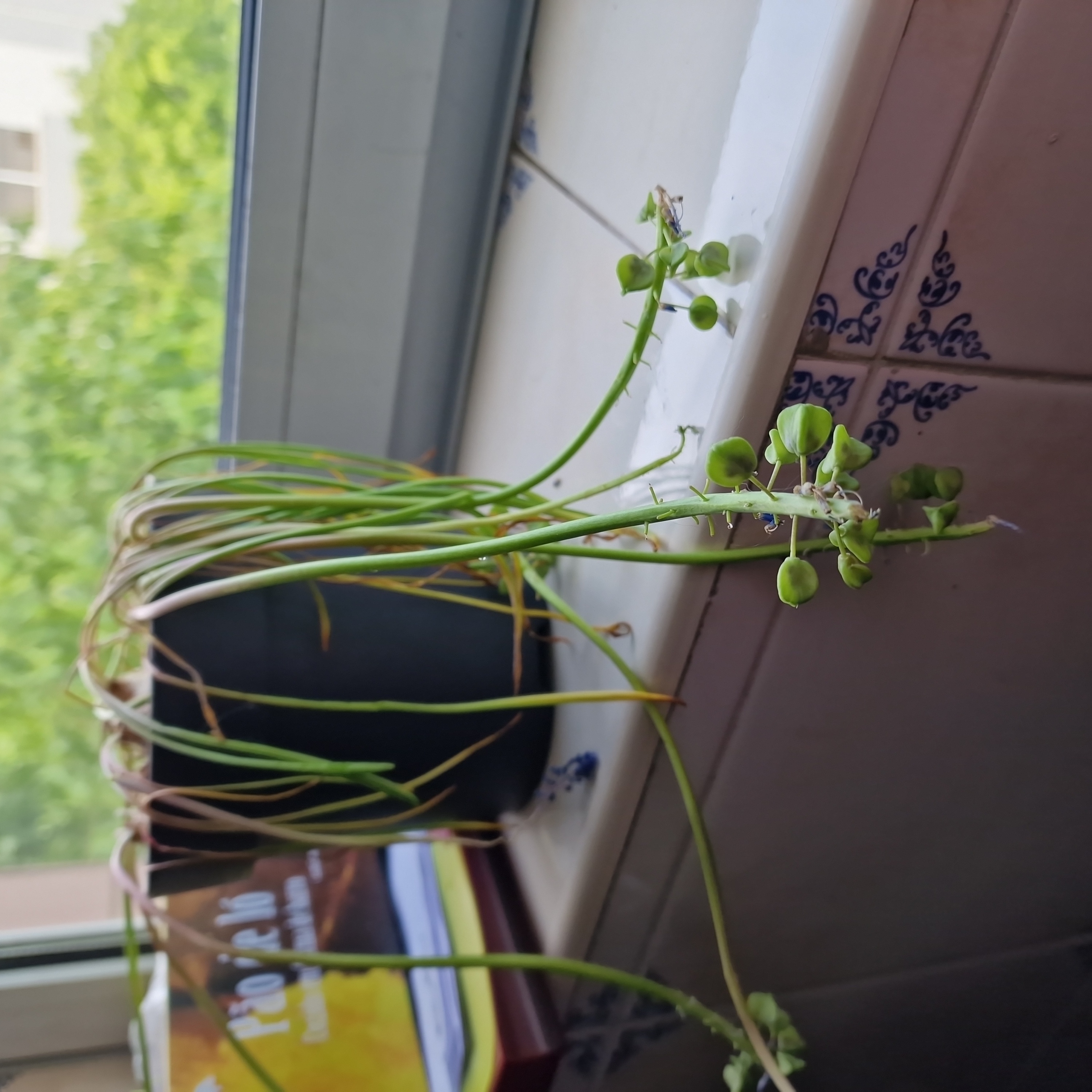 Photo of the plant species Tassel Grape Hyacinth by @BigGinger named Julia on Greg, the plant care app