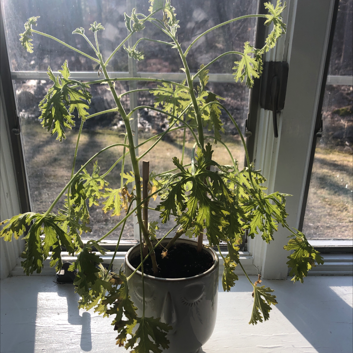 Sweet Scented Geranium in a pot on a windowsill with some yellowing and browning leaves.