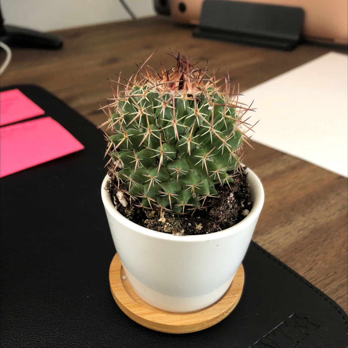Little Nipple Cactus in a white pot with some browning at the top, placed on a wooden surface.