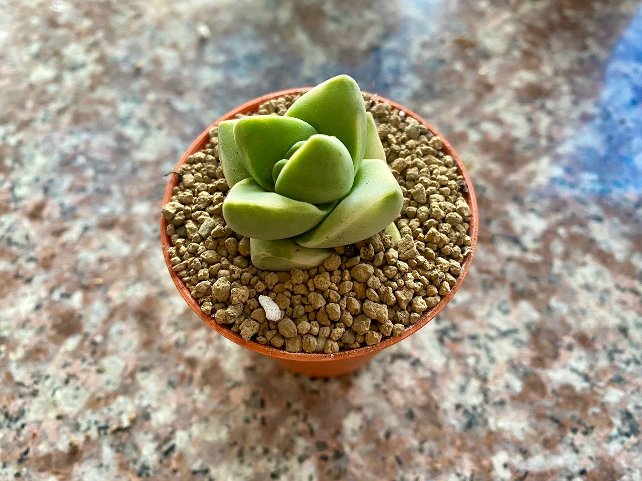 Crassula 'Moonglow' succulent in a small pot with granular soil.