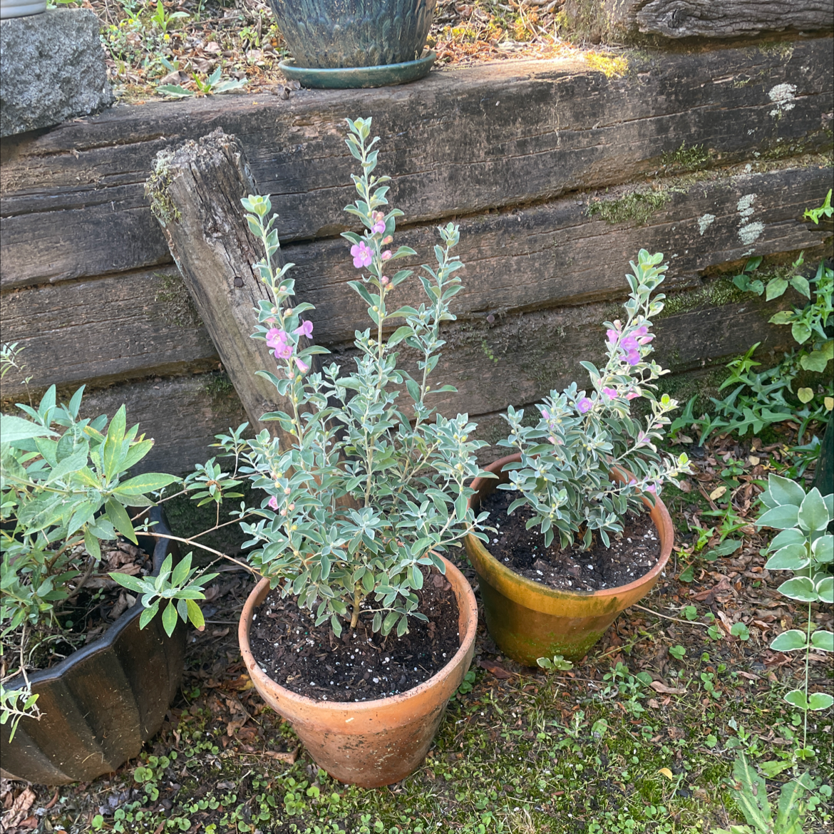 Two potted Texas Barometer Bush plants with visible flowers and healthy foliage.