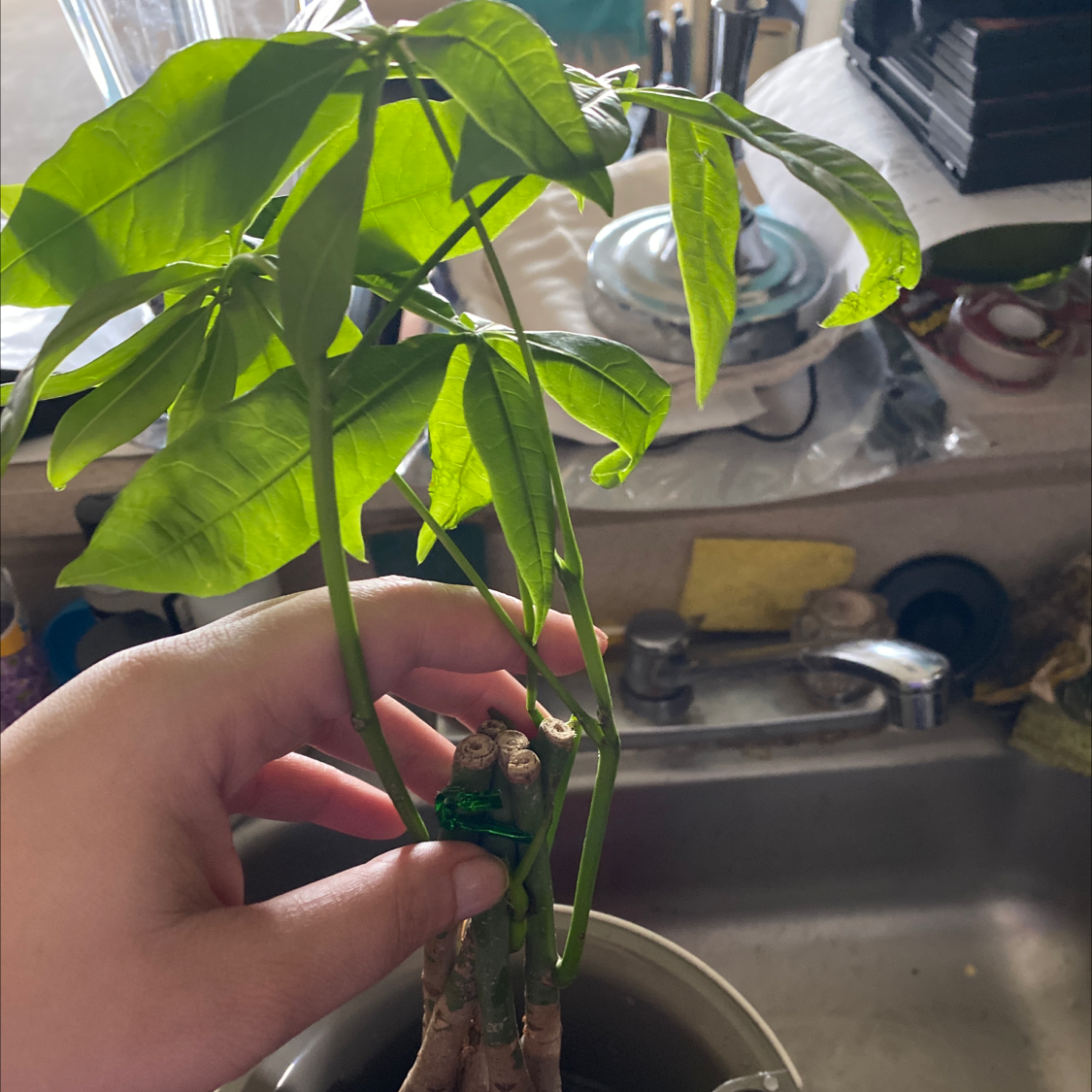 Money Tree plant photo by @Babygotplants named Money plant on Greg, the plant care app.