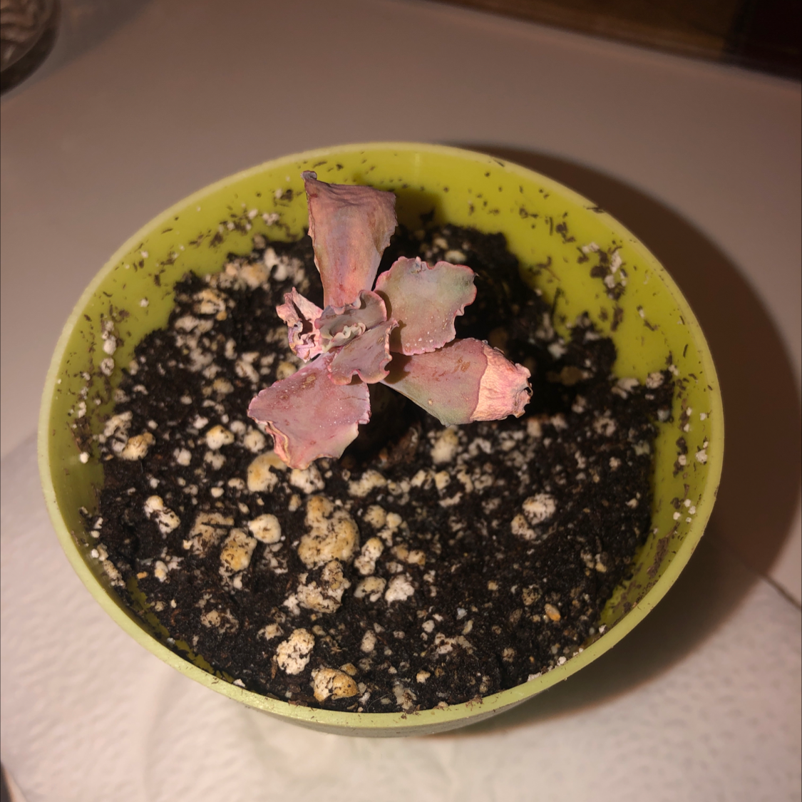 Echeveria Gibbiflora plant photo by Jenny k named Beyonce on Greg, the plant care app.