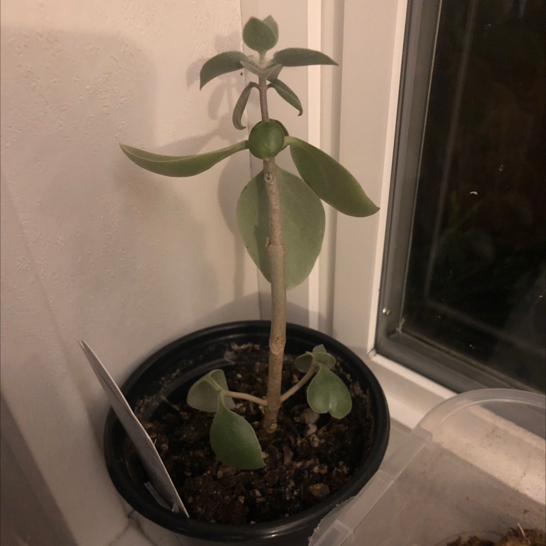 Silver Teaspoons plant photo by Jenny k named Peter Parker on Greg, the plant care app.