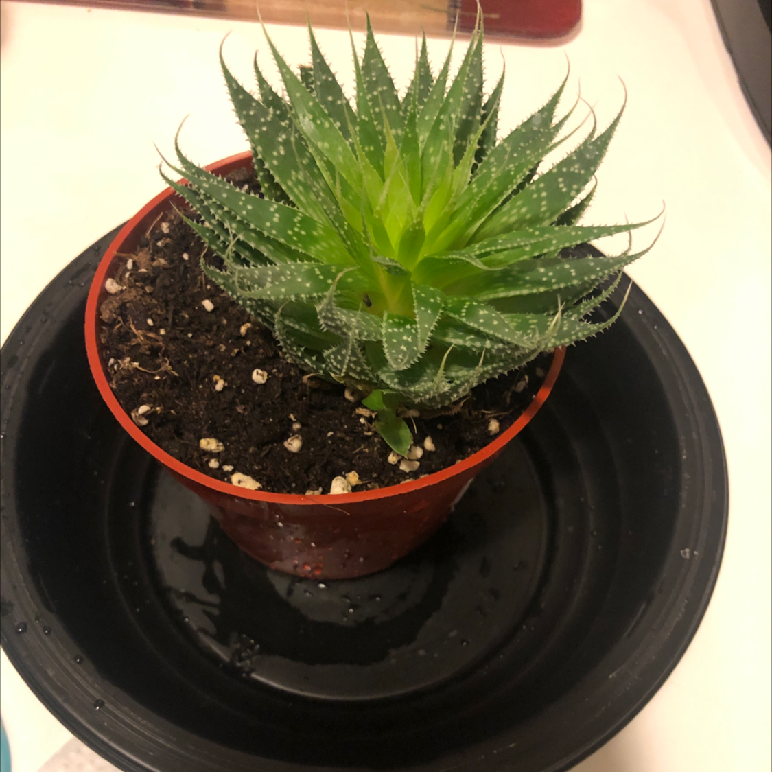Zebra Plant plant photo by Jenny k named Maya on Greg, the plant care app.