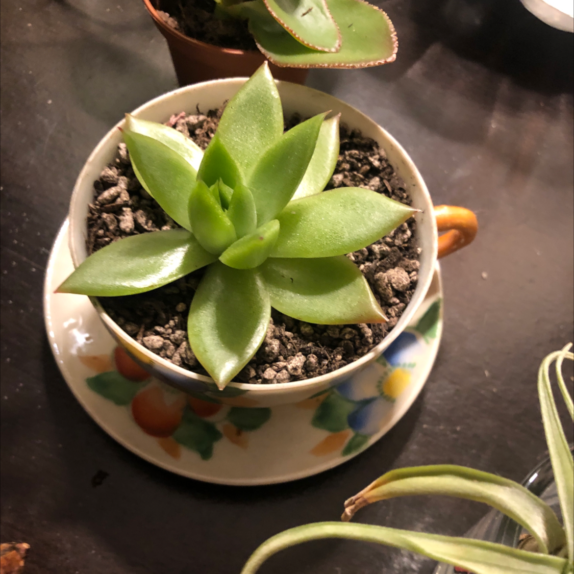 Lipstick Echeveria plant photo by Jenny k named Pax on Greg, the plant care app.