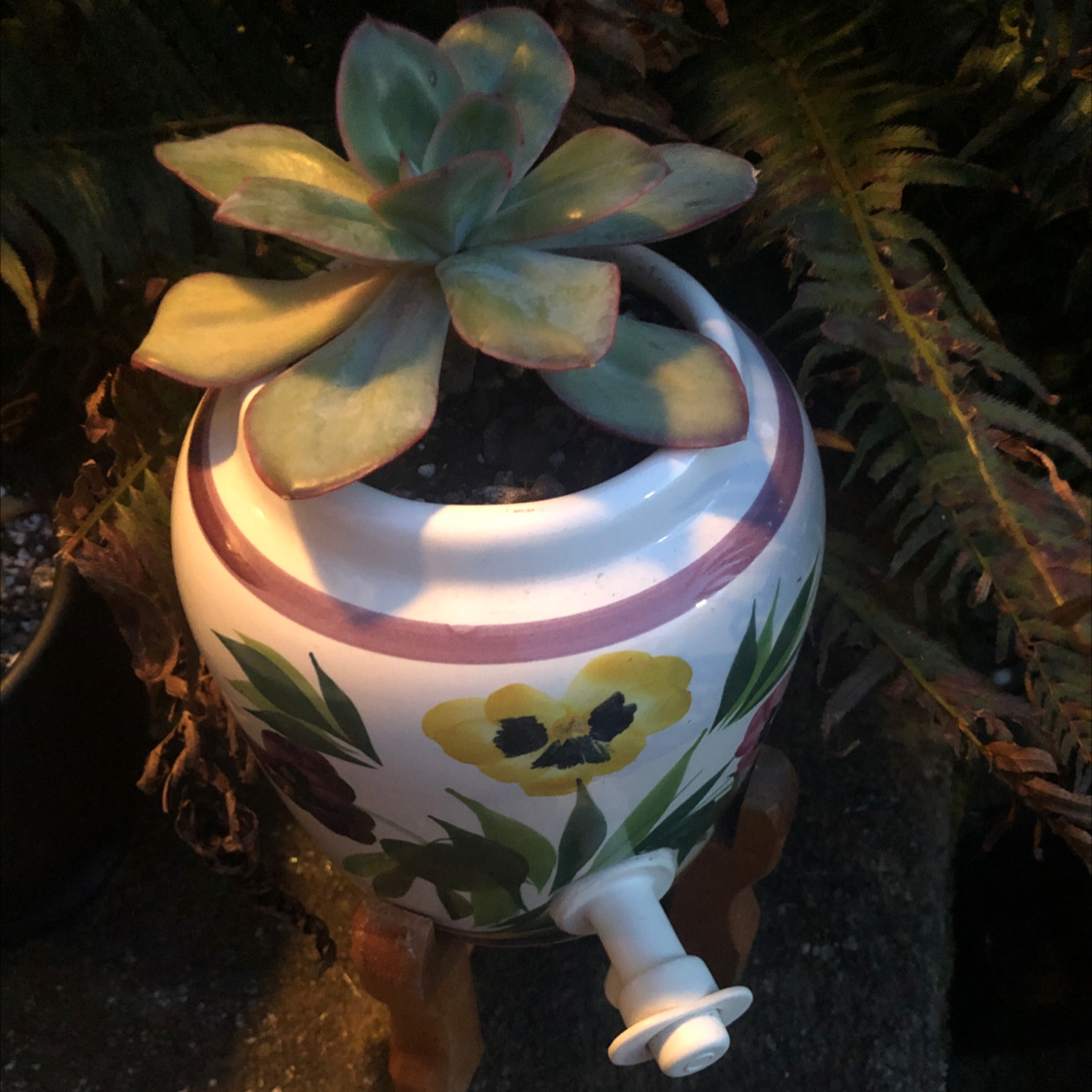 Echeveria Gibbiflora succulent in a decorative pot, well-framed and healthy.